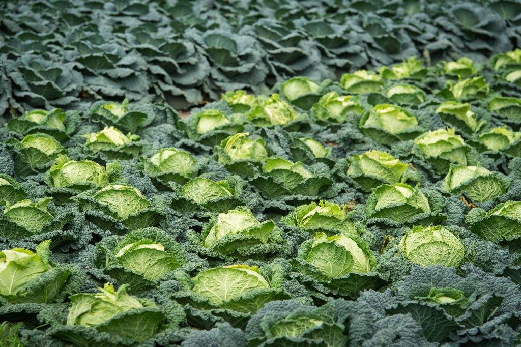 warzywa, warzywa mrożone, pomidor, kapusta, marchew, cebula