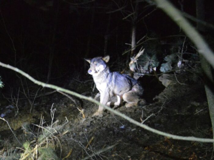 wielkopolska izba rolnicza, populacja wilków, wilk,Piotr Walkowski