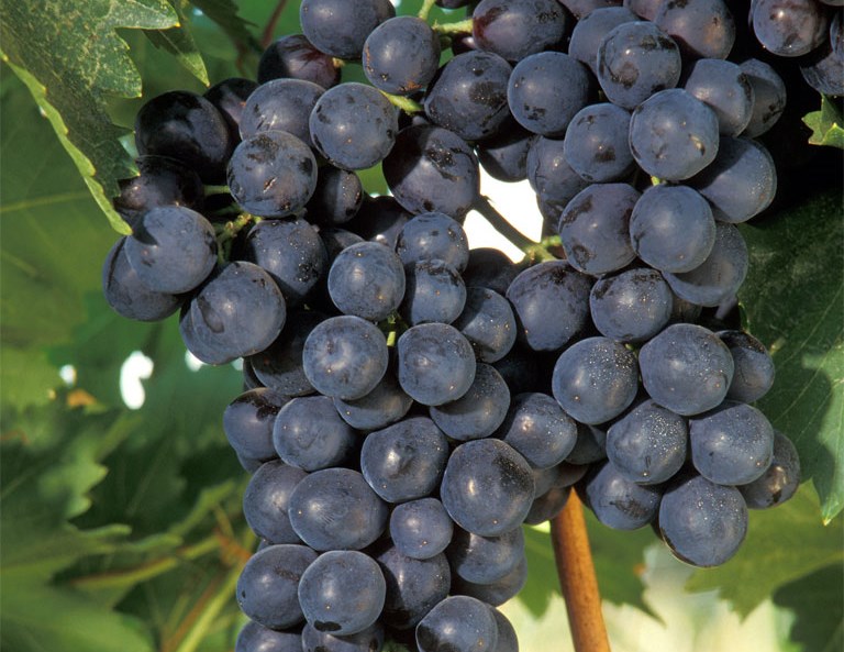 winnice rosną na dachach budynków, Kanada, wino, miejska winnica