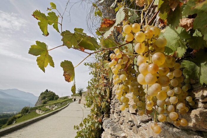 winnice rosną na dachach budynków, Kanada, wino, miejska winnica