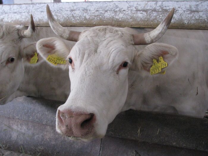 Od początku roku rośnie eksport wołowiny