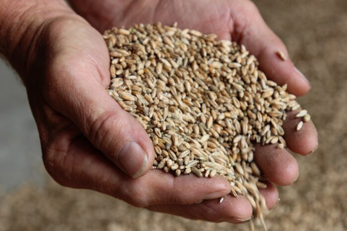 zboza_zbiory_prognozy_ierigz