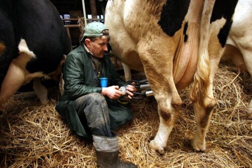 Producentom mleka nie brakuje problemów