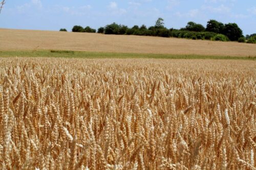 ceny zbóż, sytuacja podażowo-popytowa na rynku zbóż, pszenica, jęczmień