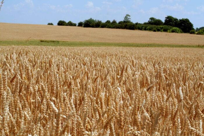ceny zbóż, sytuacja podażowo-popytowa na rynku zbóż, pszenica, jęczmień