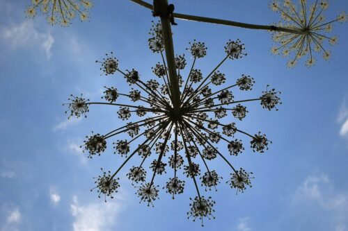 barszcz Sosnowskiego