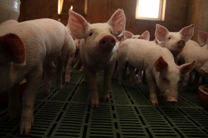 Zatrzymać ASF – trwają prace nad programem bioasekuracji