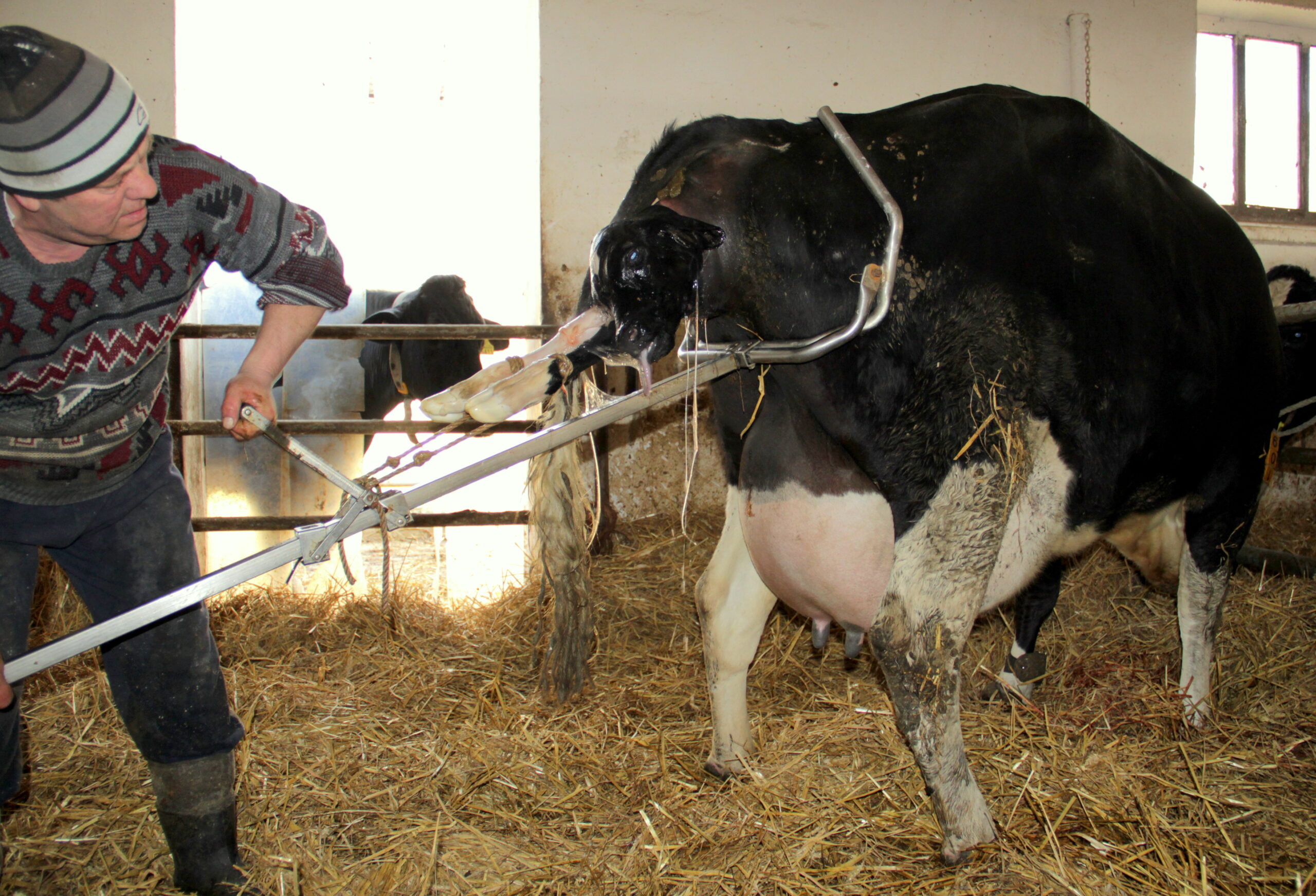 Jak ograniczyć śmiertelność okołoporodową cieląt?