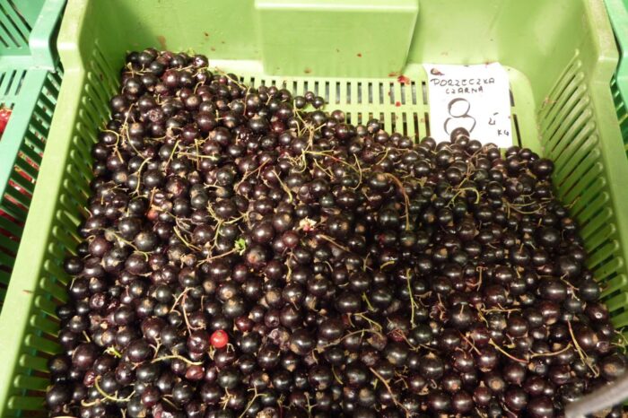 czarna_porzeczka_plantatorzy_protest_skup_ceny