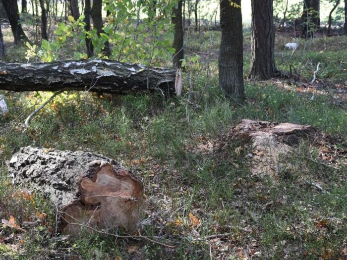 Lubelska Izba Rolnicza, drewno na opał, drewno z prywatnych lasów