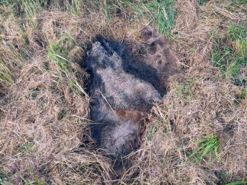 szkody, rolnicy, straty, prawo, przepisy, Prawo łowieckie, PIR, protest