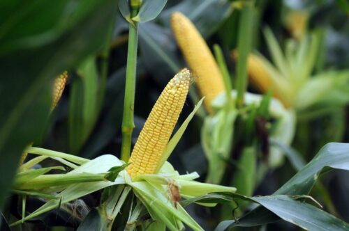 Notowania kukurydzy na giełdach są w miarę stabilne