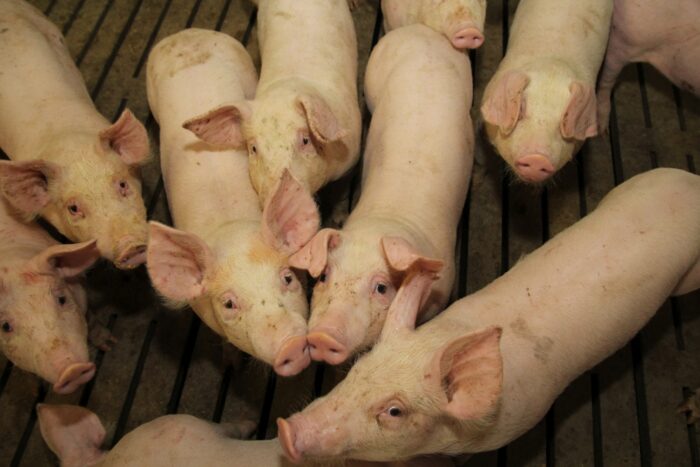 KZP-PTCH, trzoda chlewna, konferencja, świnie