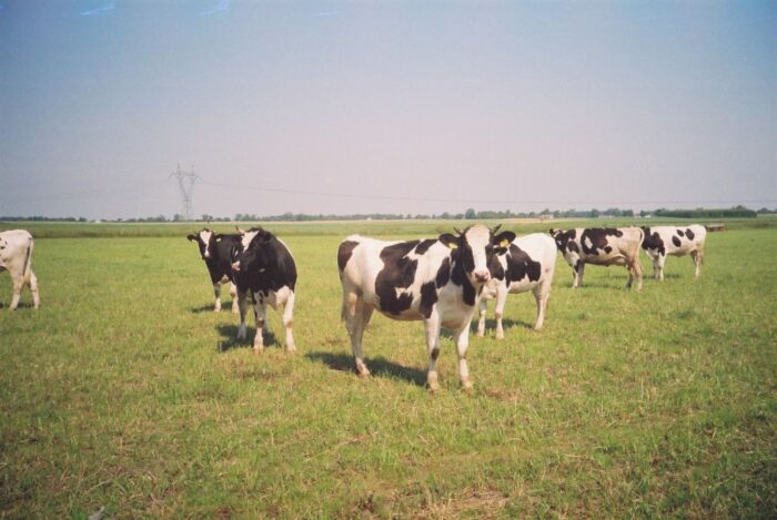 choroba szalonych krów, simon coveney, Co Louth
