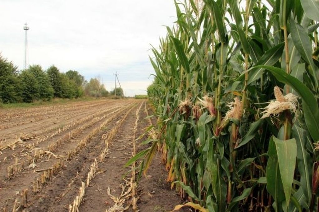 euronext w paryżu, cbot w chicago, notowania pszenicy