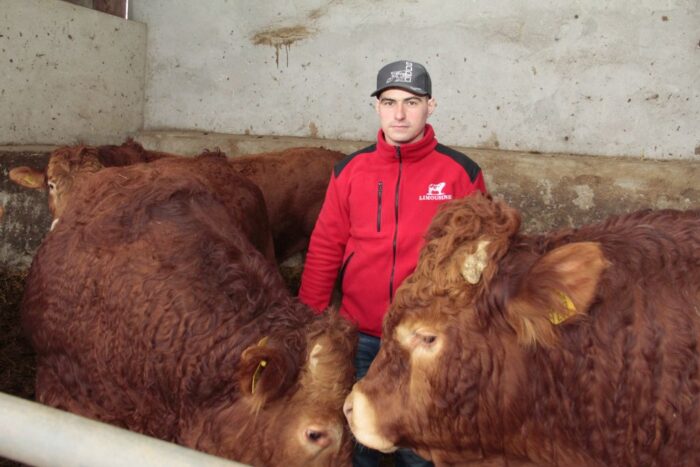 bydło limousine, rasa mięsna, hodowla, Szerfenberg