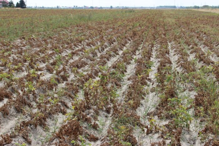 susza rolnicza, Andrzej Doroszewski, Instytut Upraw Nawożenia i Gleboznawstwa