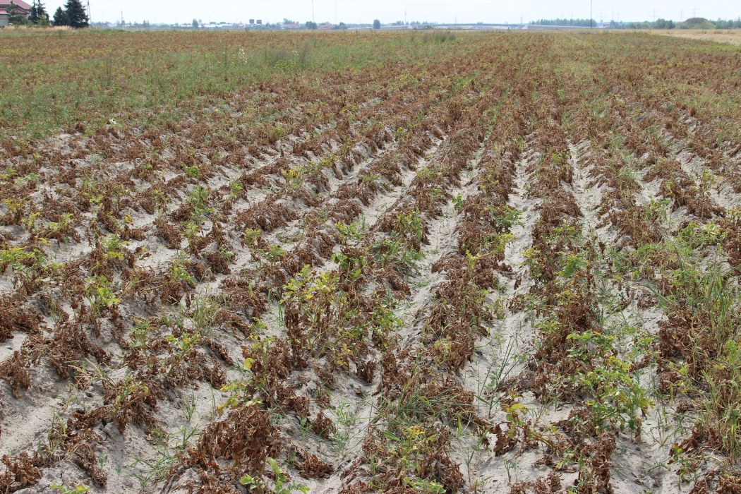 susza rolnicza, Andrzej Doroszewski, Instytut Upraw Nawożenia i Gleboznawstwa