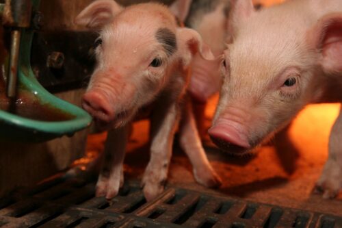 ped, epidemiczna biegunka świń, prosięta, wielka brytania