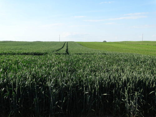 studenci WRiB, Sahryń, Witold Ferens, soja