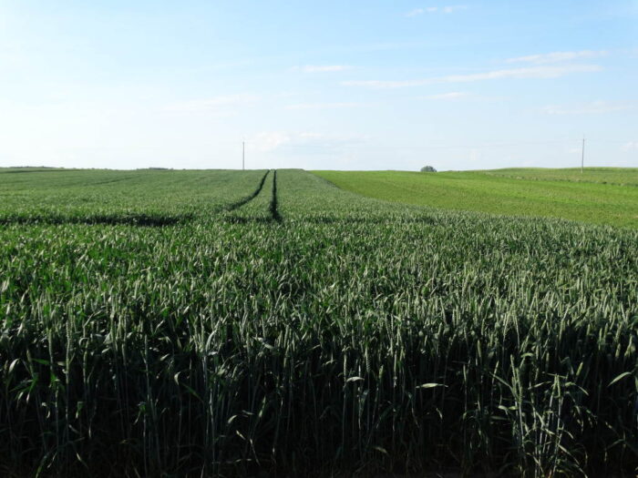 studenci WRiB, Sahryń, Witold Ferens, soja