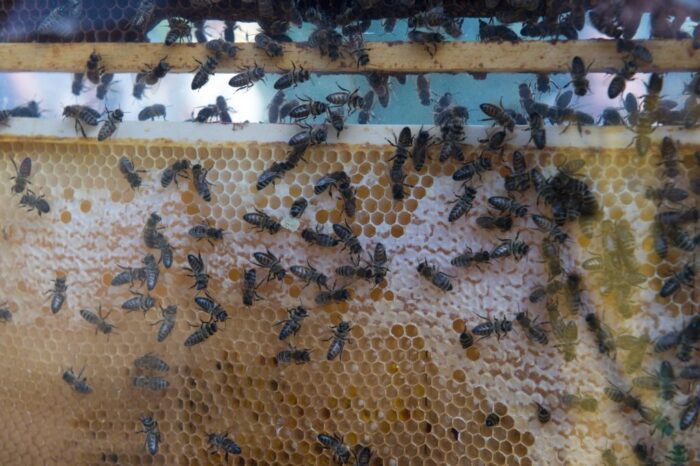 pszczoły, bayer, konkurs Siejąc kwiaty-pomagamy pszczołom