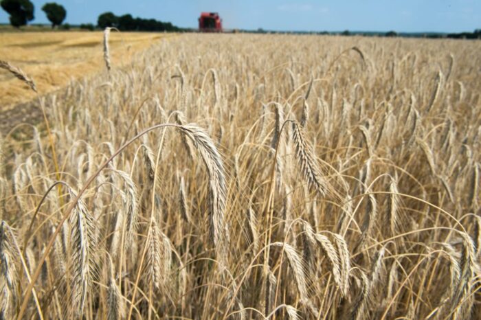 Międzynarodowa Rada Zbożowa, produkcja pszenicy na świecie, zbiory zbóz na świecie