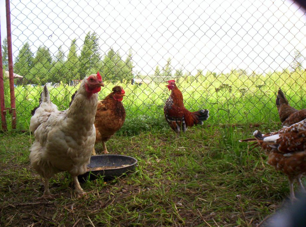 ptasia grypa, 15. i 16. przypadek, łabędzie