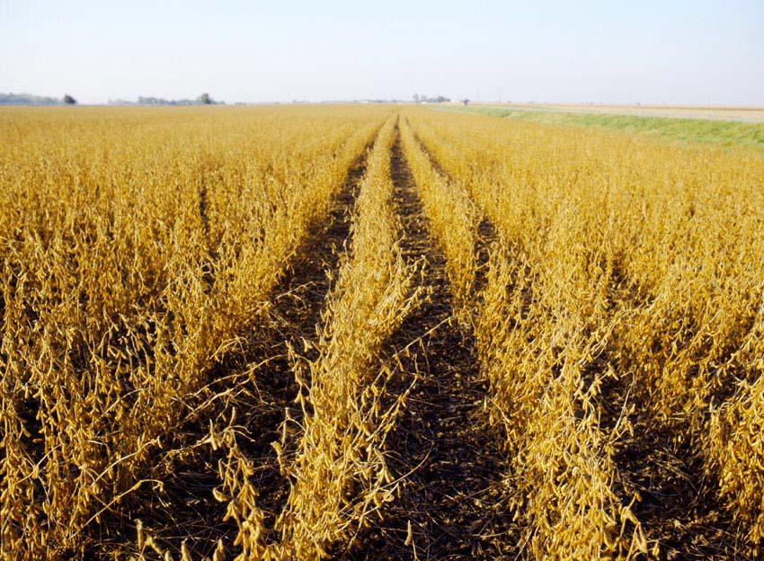 soja, pole, plantacja