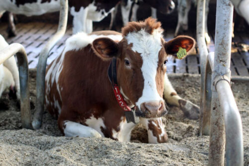mleko A2, laktoza, selekcja genomowa, cena mleka, buhaje A2, gen A2, mleko A2A2, produkcja mleka, PFHBiPM
