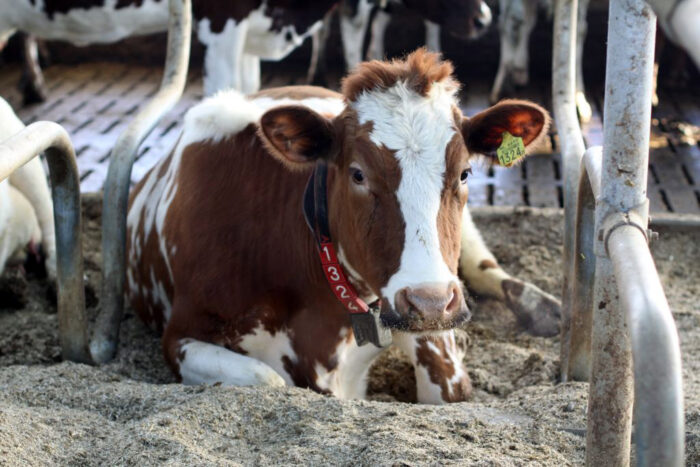 mleko A2, laktoza, selekcja genomowa, cena mleka, buhaje A2, gen A2, mleko A2A2, produkcja mleka, PFHBiPM