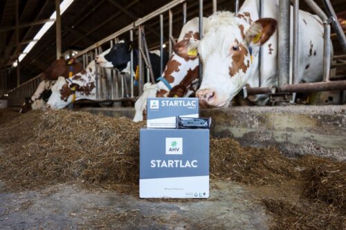 StartLac Tablet, AHV, krowy mleczne, laktacja, wycielenie, minerały, witaminy, pasza dietetyczna, produkcja mleka