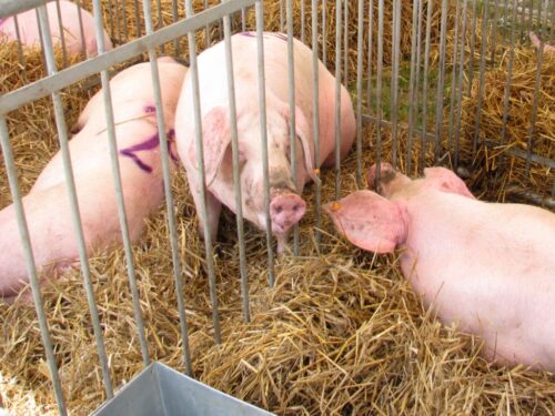 Stowarzyszenie Rzeźników i Wędliniarzy RP, ceny wieprzowiny, walka z asf w polsce