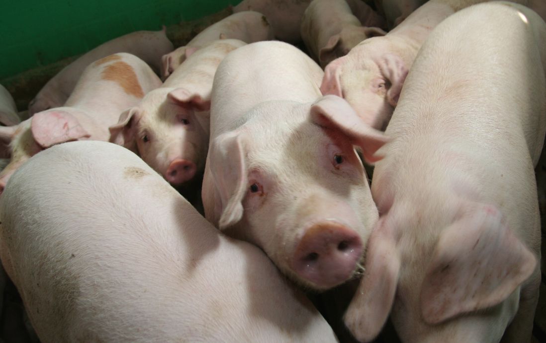 dobrostan trzoda chlewna Unia