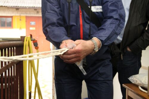 Sznurek zamiast igły – nowa metoda kontrolowania zdrowia świń