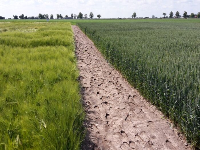 zboza_zbiory_prognozy_ierigz