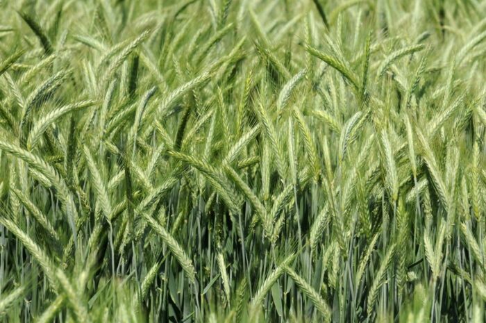 zboża, eksport zbóż, pszenica, kukurydza, żyto, Arabia Sudyjska