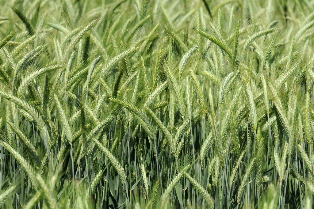 zboża, eksport zbóż, pszenica, kukurydza, żyto, Arabia Sudyjska