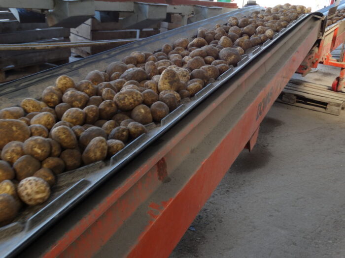 ziemniaki, taśma, RZD Żelazna