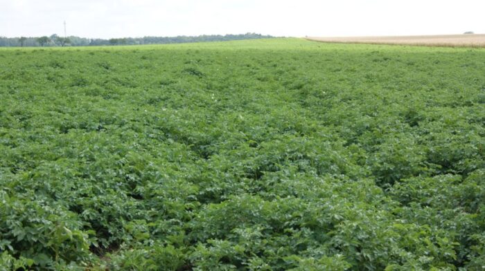 bakterioza pierścieniowa ziemniaka, Program dla polskiego ziemniaka, ministerstwo rolnictwa, sadzeniaki, PIORiN