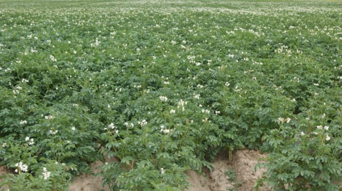 Europejskie Stowarzyszenie Przetwórców Owoców i Warzyw, uprawa warzyw, główny urząd statystyczny