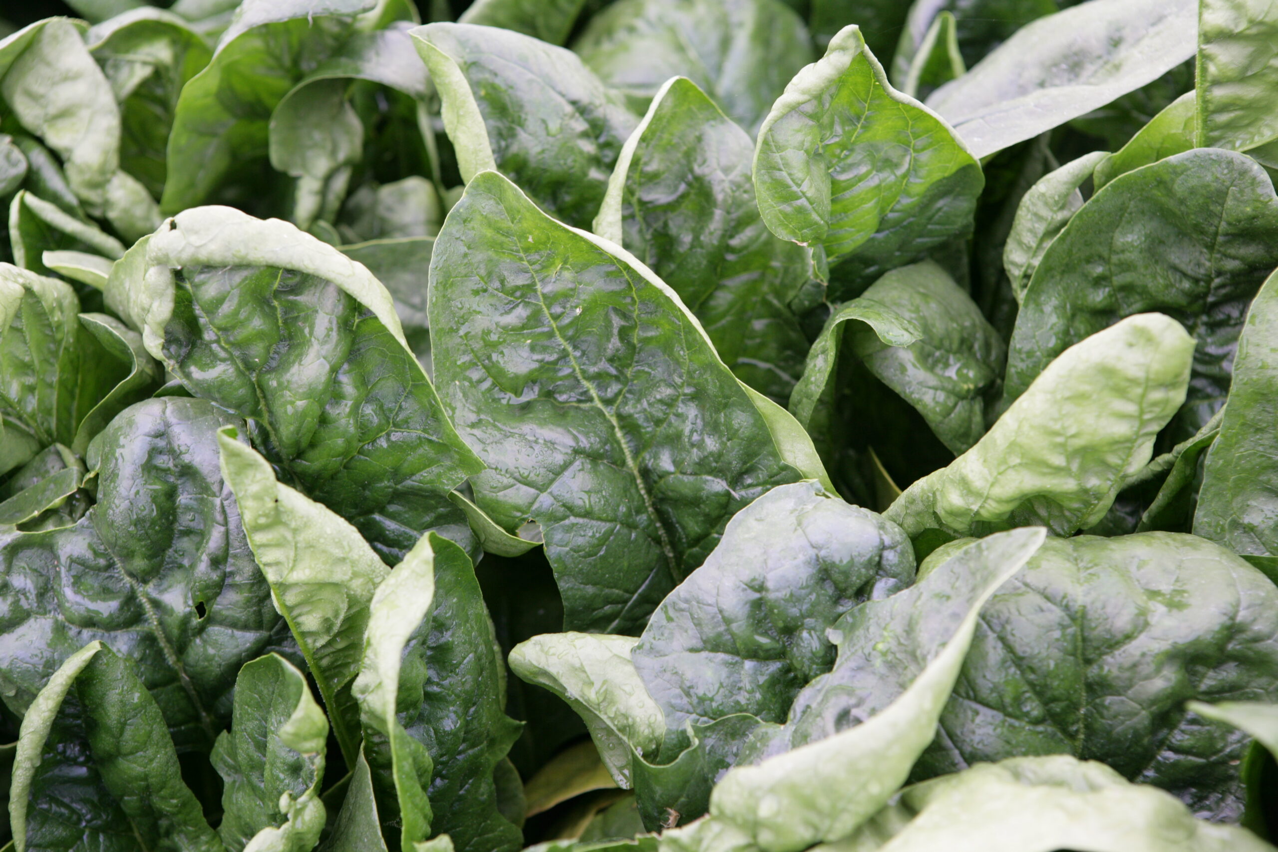 Paleta nowych warzyw z COBORU