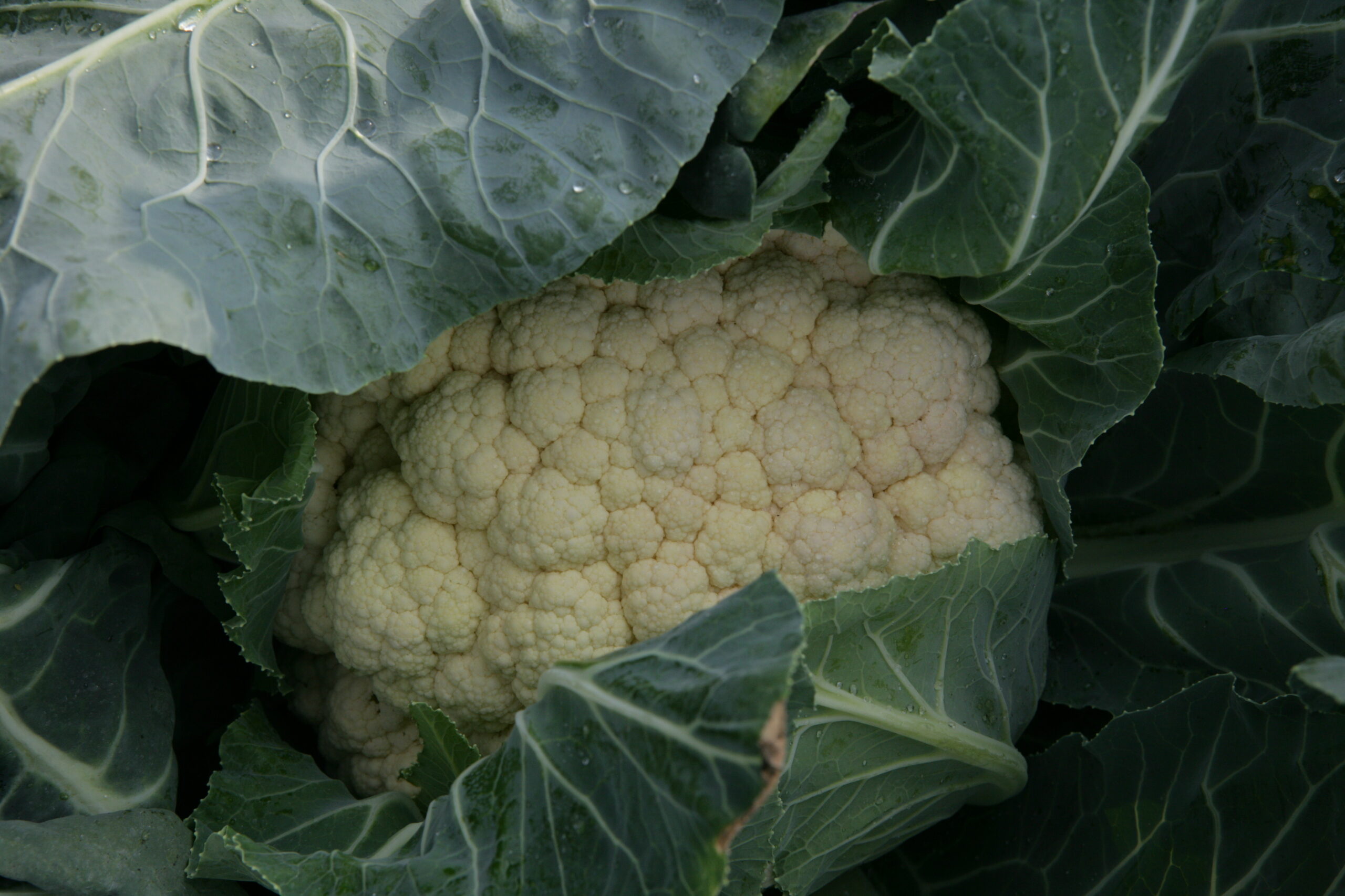 Kalafiory i brokuły dla przemysłu − bez tajemnic