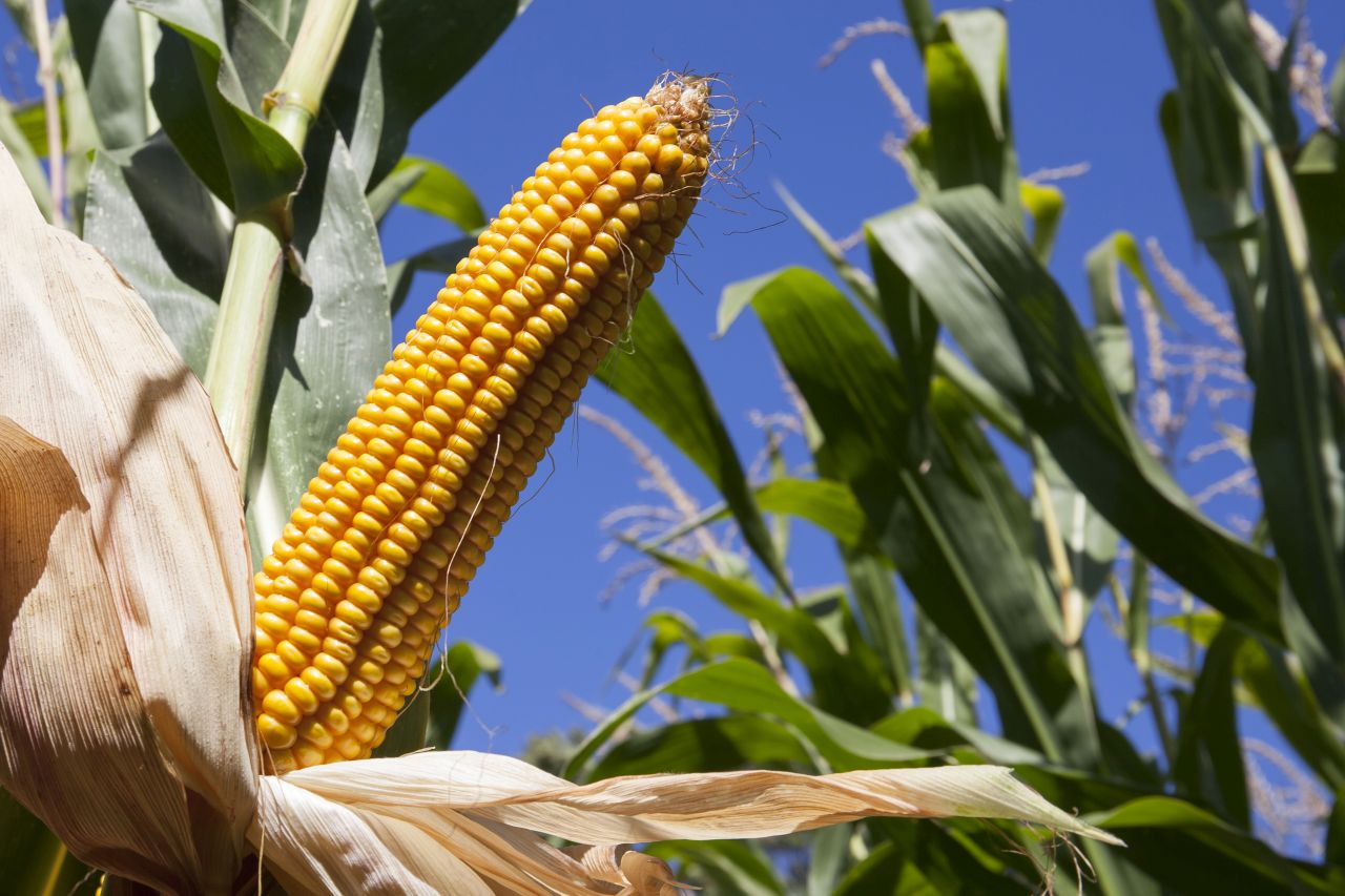 Jedno ze szkoleń prowadzonych przez ekspertów Bayera