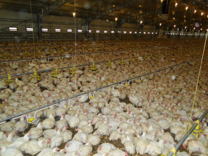 kurczęta brojlerów, tuszki patroszone, drób