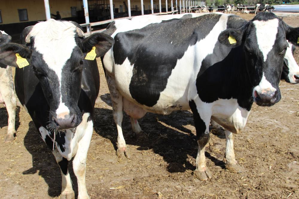 krowy, bydło mleczne, ciekawostki o krowach, bydło, produkcja mleka