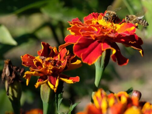 kwietna łąka, Bielsko-Biała, Święto Drzewa, Klub Gaja, Jacek Bożek, sadzenie drzew w Ustroniu, owady pożyteczne