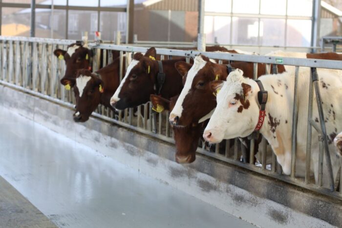 krowy mleczne, żywienie, dobrostan