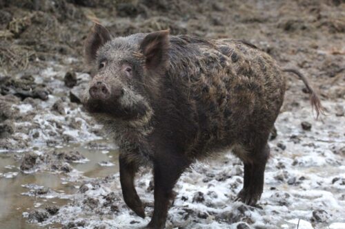 szkody, rolnicy, straty, prawo, przepisy, Prawo łowieckie, PIR, protest