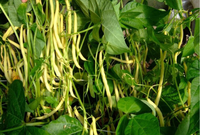 nowe odmiany warzyw, krajowy rejestr, coboru, papryka, marchew